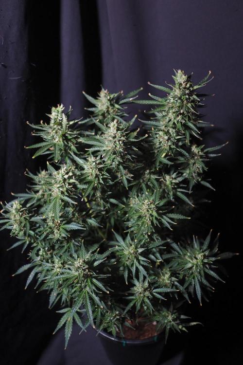 Z ( Zkittlez )  Auto kannabia. Week 10