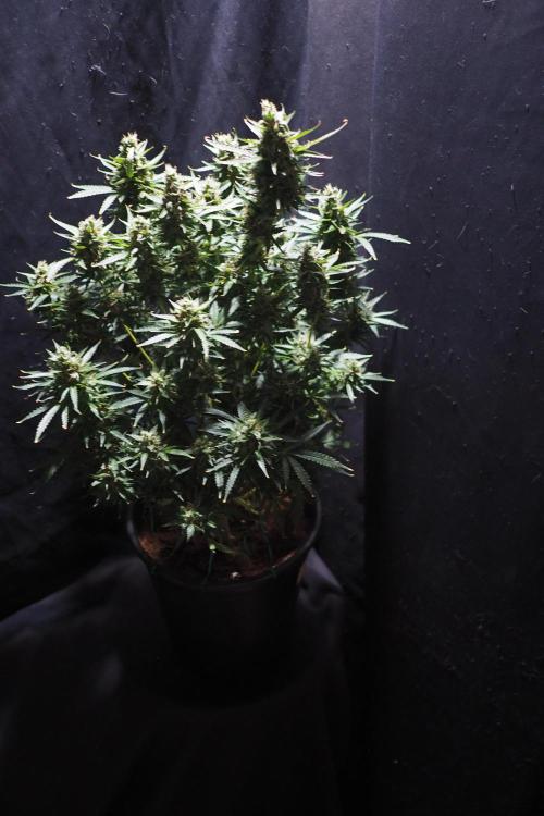 Z ( Zkittlez )  Auto kannabia. Week 10