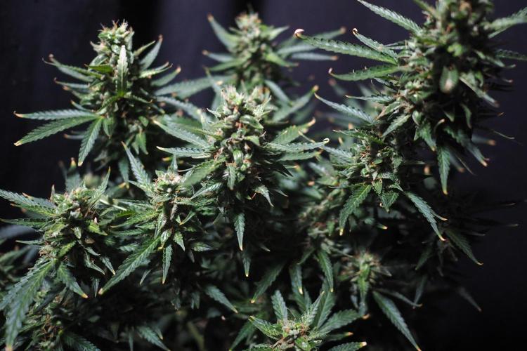 Z ( Zkittlez )  Auto kannabia. Week 10