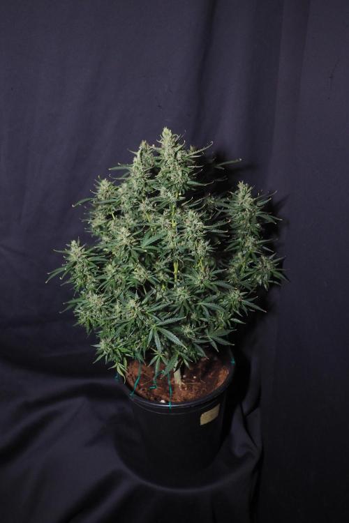 Zkittlez Auto. Week 10