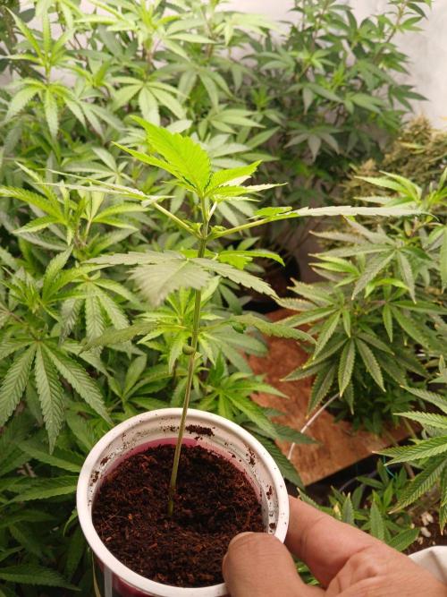 Space Cookies  Auto. Week 2