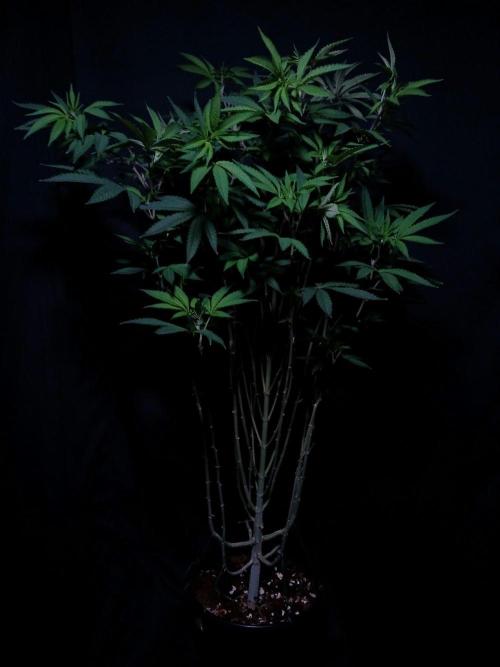 Papaya - Gary Payton. Week 9