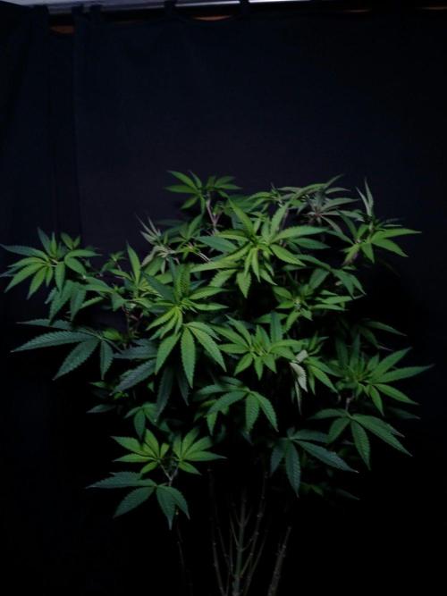 Papaya - Gary Payton. Week 9