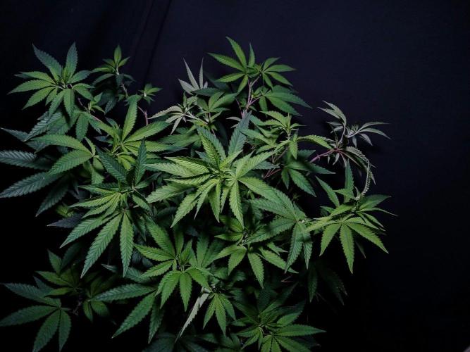 Papaya - Gary Payton. Week 9