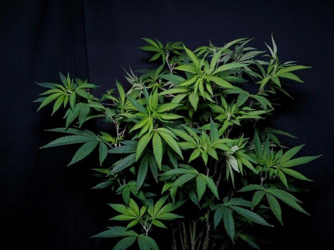 Papaya - Gary Payton. Week 9