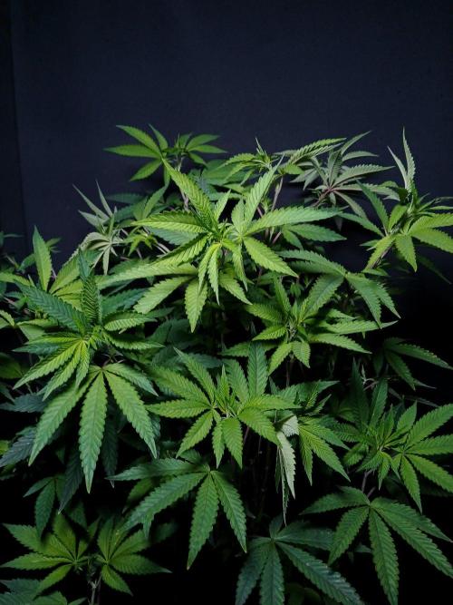 Papaya - Gary Payton. Week 9