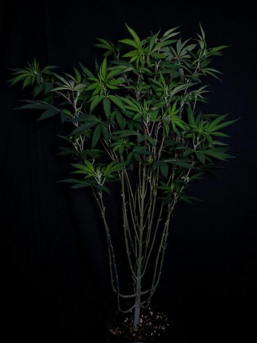 Papayton. Week 9