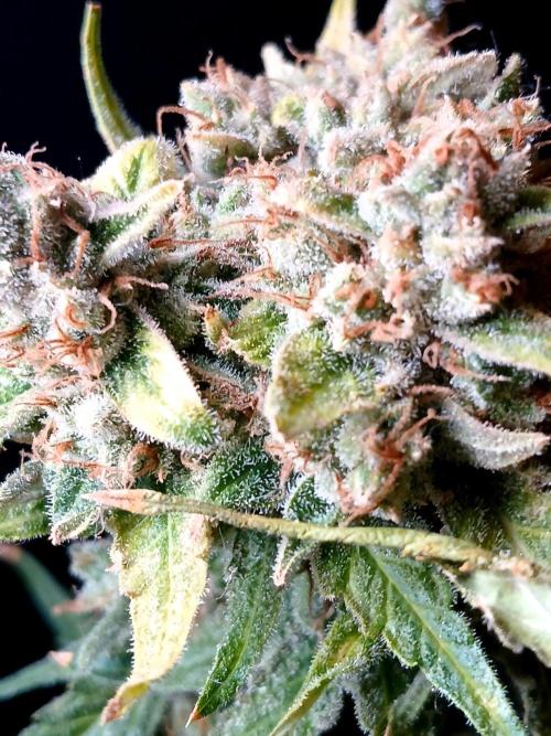 Banana Guava Auto. Week 12