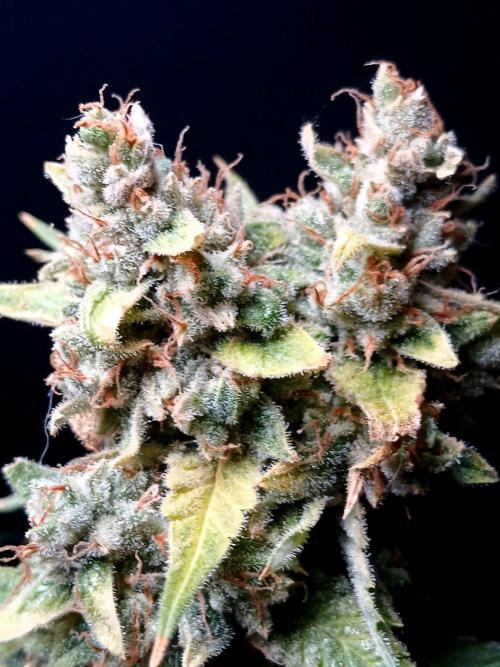 Banana Guava Auto. Week 12