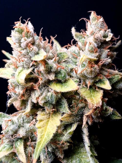 Banana Guava Auto. Week 12