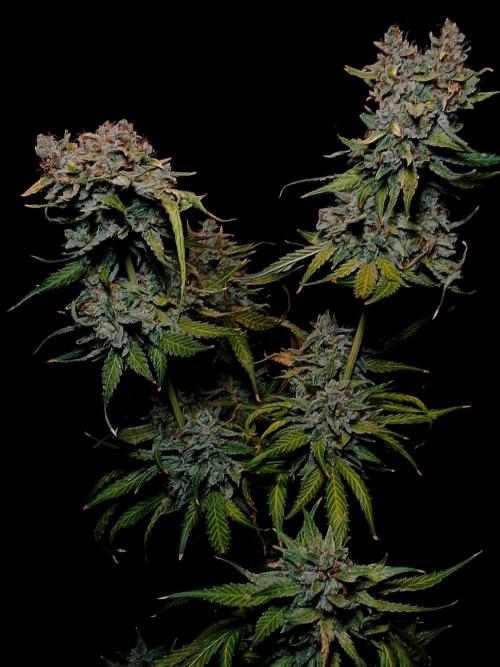 Banana Guava Auto. Week 12