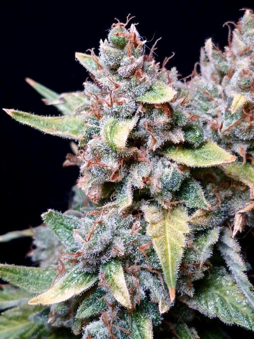 Banana Guava Auto. Week 12
