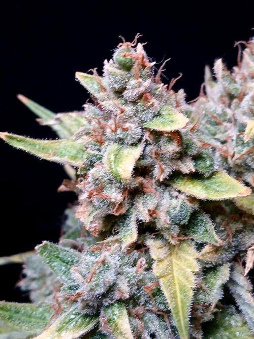Banana Guava Auto. Week 12