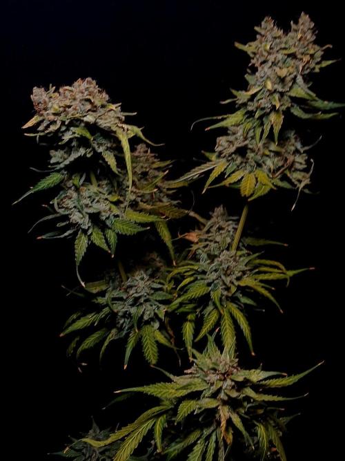 Banana Guava Auto. Week 12