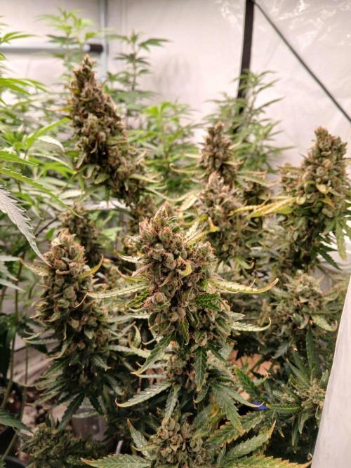 Z ( Zkittlez )  Auto kannabia. Week 11