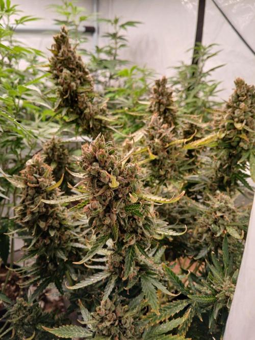 Z ( Zkittlez )  Auto kannabia. Week 11