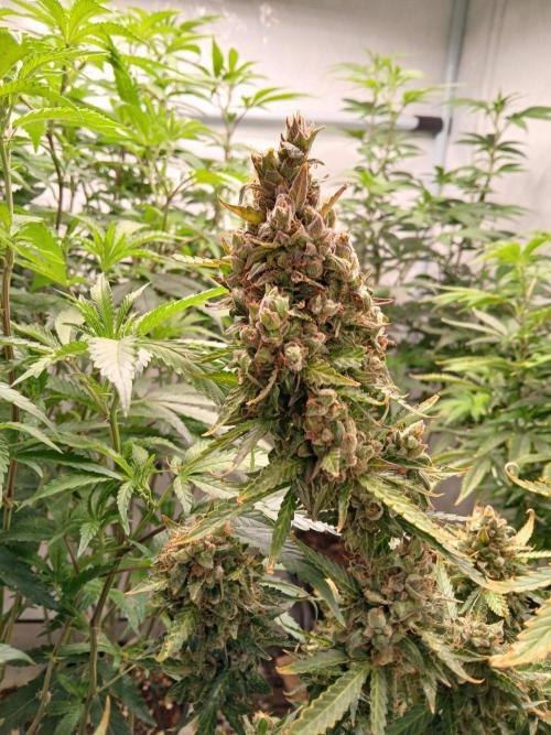 Z ( Zkittlez )  Auto kannabia. Week 11