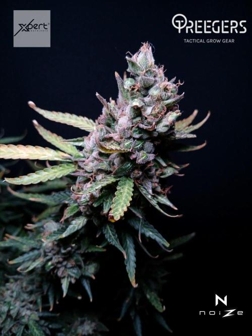 Z ( Zkittlez )  Auto kannabia. Week 11