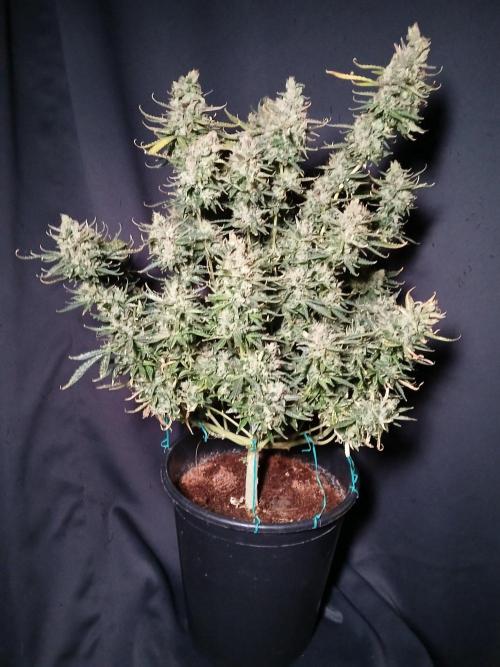 Z ( Zkittlez )  Auto kannabia. Week 11