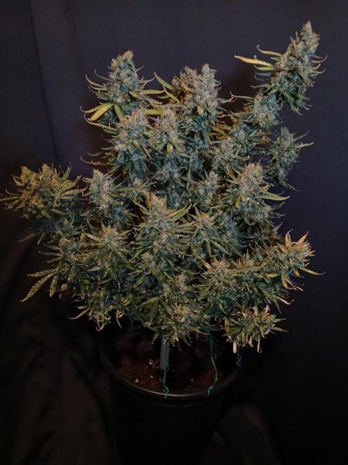 Z ( Zkittlez )  Auto kannabia. Week 11