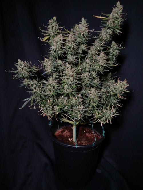 Z ( Zkittlez )  Auto kannabia. Week 11