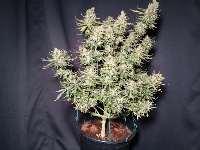 Z ( Zkittlez )  Auto kannabia. Week 11