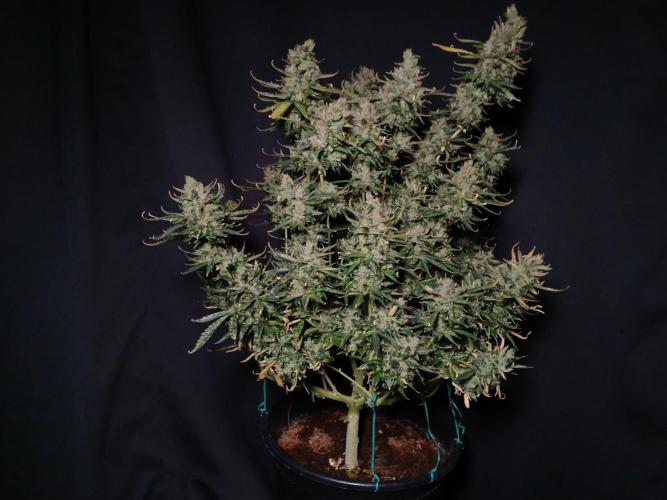 Z ( Zkittlez )  Auto kannabia. Week 11