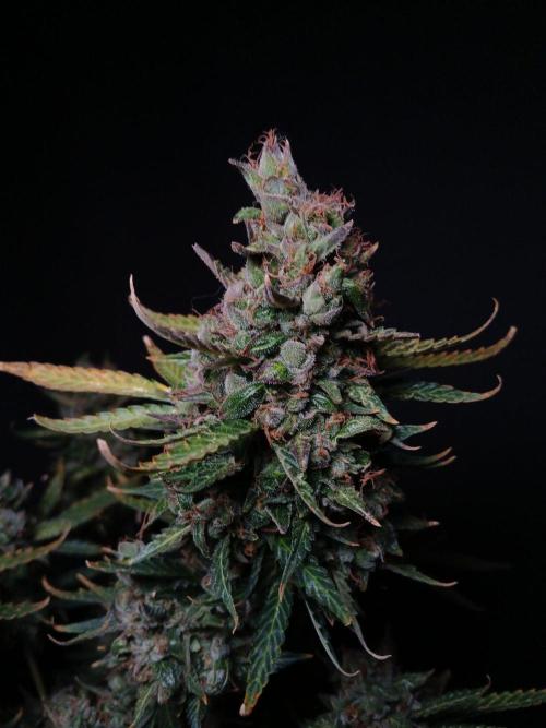 Z ( Zkittlez )  Auto kannabia. Week 11