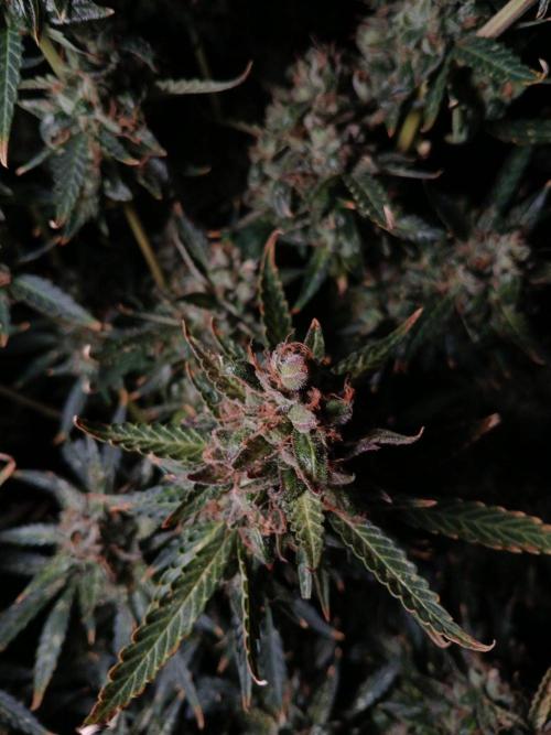 Z ( Zkittlez )  Auto kannabia. Week 11