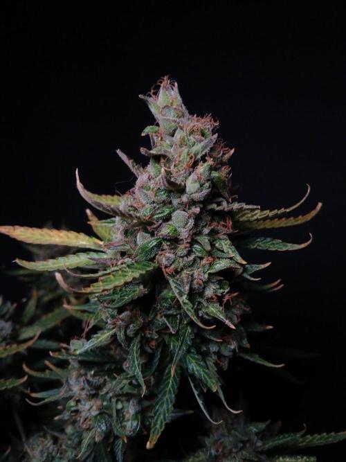 Z ( Zkittlez )  Auto kannabia. Week 11