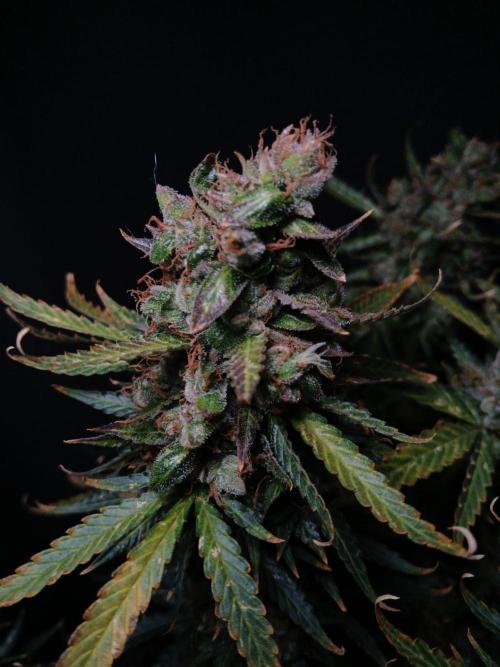 Z ( Zkittlez )  Auto kannabia. Week 11