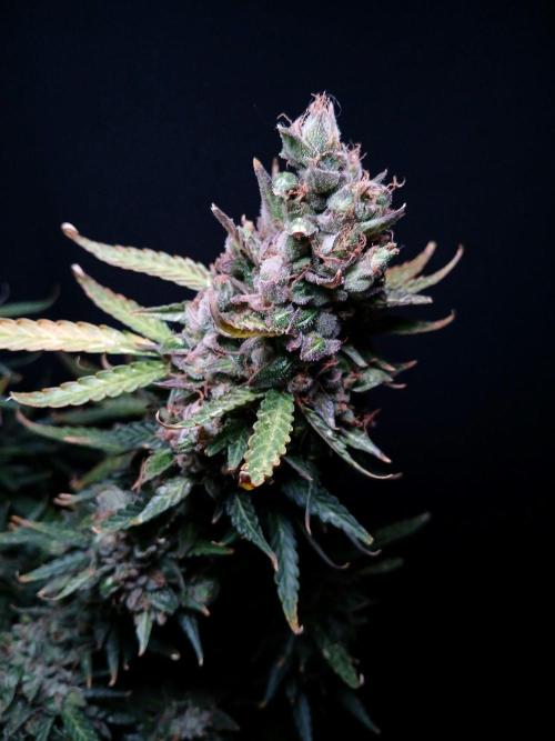 Z ( Zkittlez )  Auto kannabia. Week 11