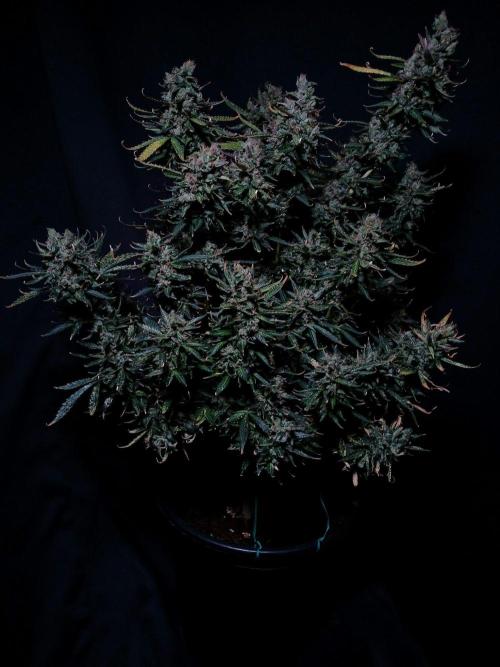 Z ( Zkittlez )  Auto kannabia. Week 11