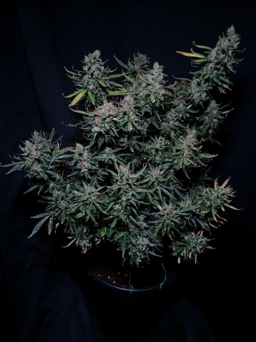 Z ( Zkittlez )  Auto kannabia. Week 11
