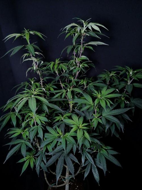 Milkshake Nerdz. Week 11