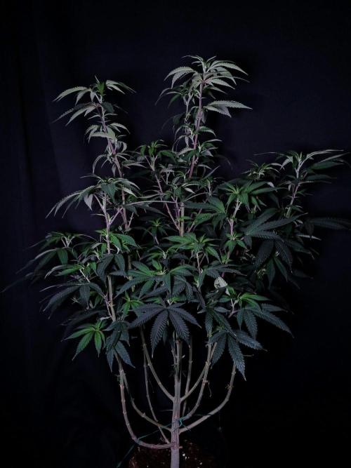 Milkshake Nerdz. Week 11