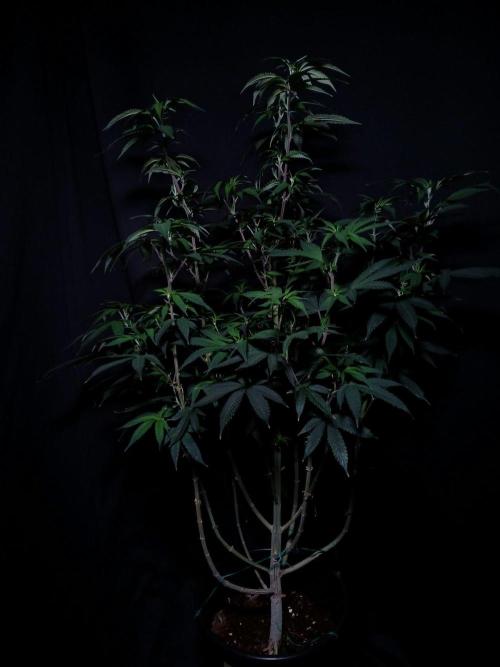 Milkshake Nerdz. Week 11