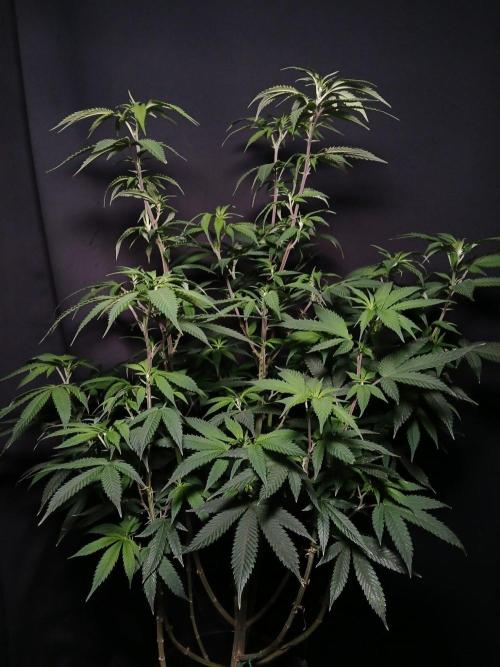 Milkshake Nerdz. Week 11