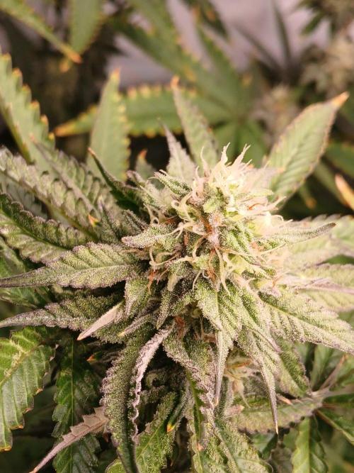 Papaya - Gary Payton. Week 11