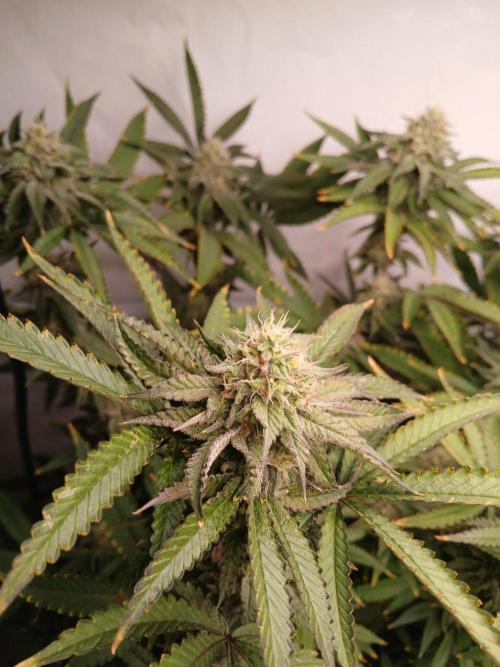 Papaya - Gary Payton. Week 11