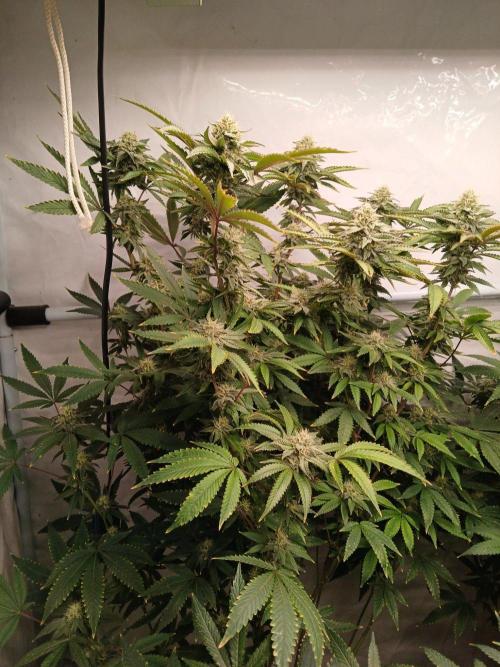 Papaya - Gary Payton. Week 11
