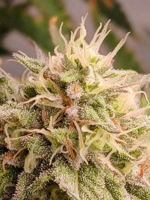 Papaya - Gary Payton. Week 11