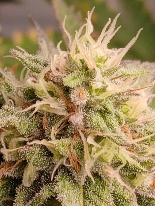 Papaya - Gary Payton. Week 11