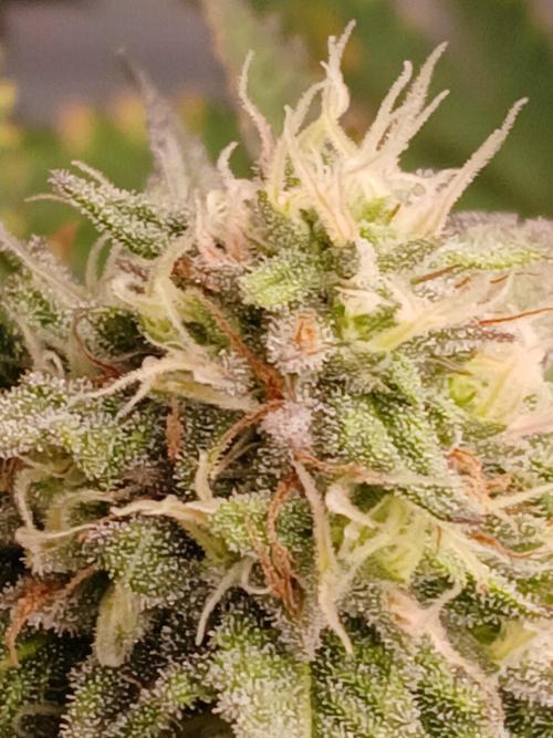 Papaya - Gary Payton. Week 11