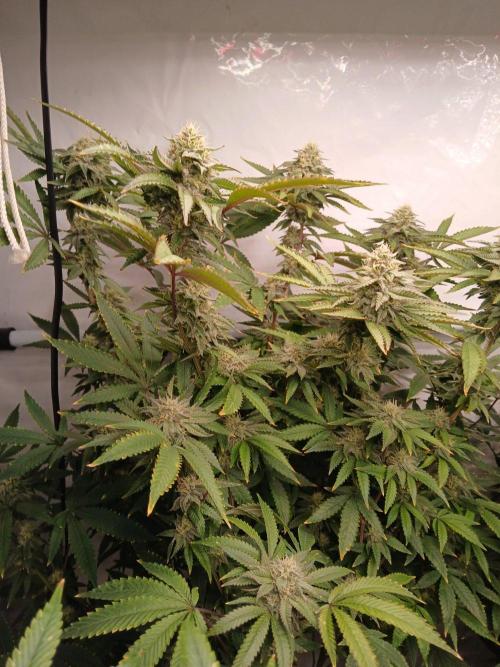 Papaya - Gary Payton. Week 11