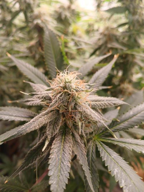 Milkshake Nerdz. Week 14