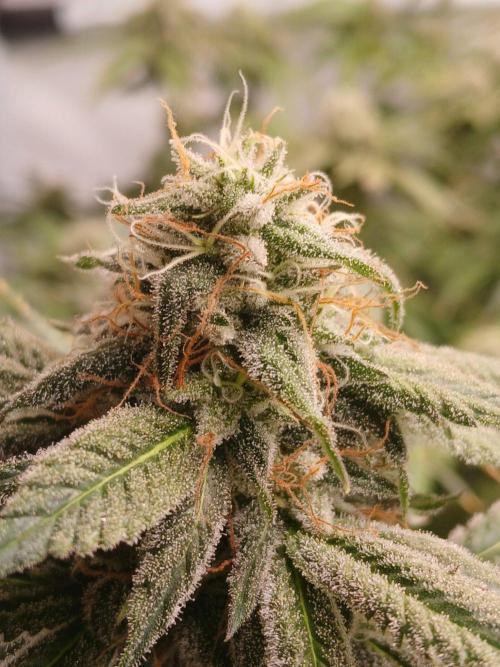 Milkshake Nerdz. Week 14