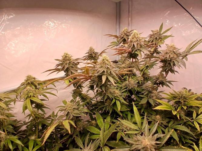 Papaya - Gary Payton. Week 14