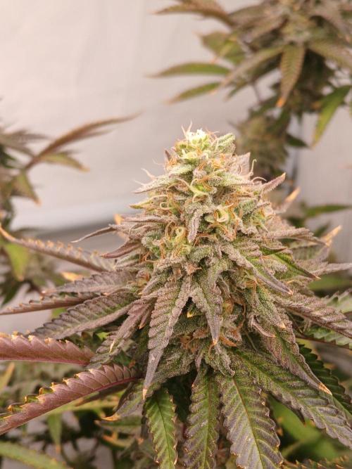 Papaya - Gary Payton. Week 14