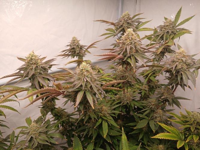 Papaya - Gary Payton. Week 14